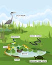 Pond biotope with different animals bird, reptile, amphibians Royalty Free Stock Photo